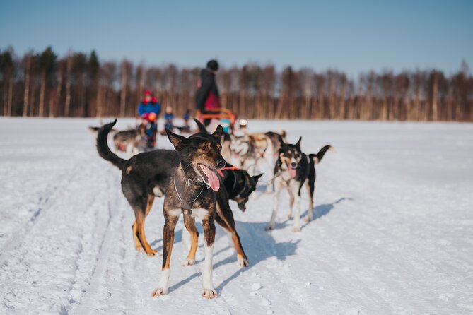 Trail of Tails Step into the Mushing Life in 5KM Husky Safari - Kennel time, dog care, and why the stop matters
