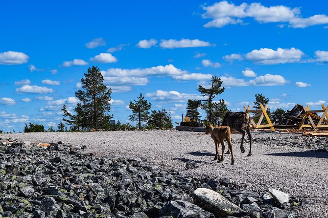 Trip to Pyhä-Luosto National Park and Amethyst Mine - BBQ Lunch That Actually Fits the Day