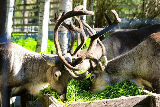 Trip to Ranua Wildlife Park - Animals You Can Expect in Winter (and What Might Surprise You)