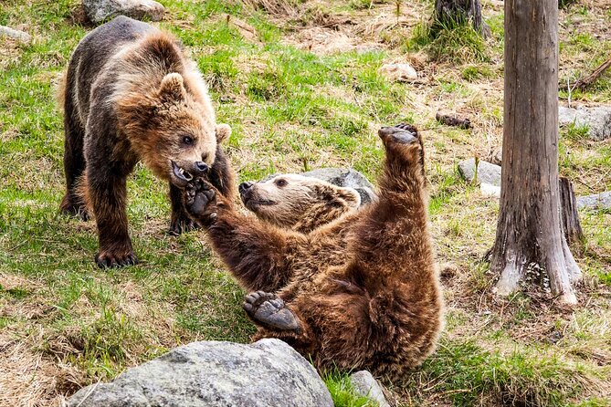 Trip to Ranua Wildlife Park - Lunch at Ranua: The Warm Reset You’ll Appreciate