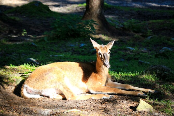 Trip to Ranua Wildlife Park - Winter Clothing and Comfort: What’s Included, What to Think About