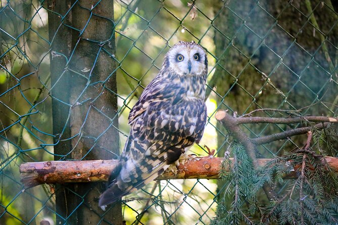 Trip to Ranua Wildlife Park - Price and Value for a $174.60 Arctic Day