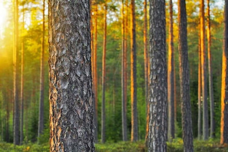 Ultimate Helsinki & Porvoo Tour– Private Car & Local Stories - Coffee and cinnamon buns break in a local spot