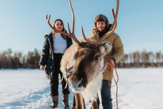 Wild Reindeers Safari + Lunch in Glass Igloo (private service) - Key highlights