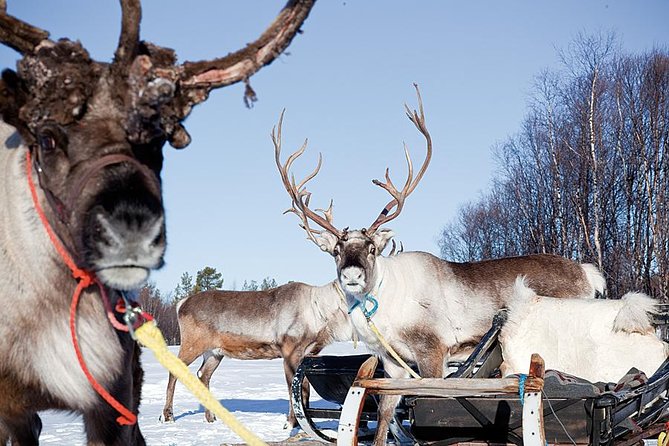 Wild Reindeers Safari + Lunch in Glass Igloo (private service) - Private pickup and a three-hour schedule that stays human