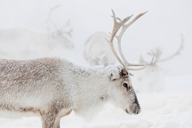 Wild Reindeers Safari + Lunch in Glass Igloo (private service) - Vehicle choices: scooters, sled rides, and when a heated sleigh helps
