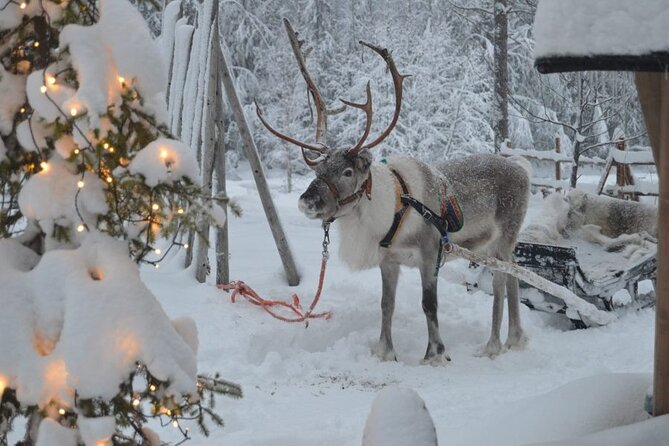Wild Reindeers Safari + Lunch in Glass Igloo (private service) - Guides like Alex and Vadym make the difference between a tour and a day