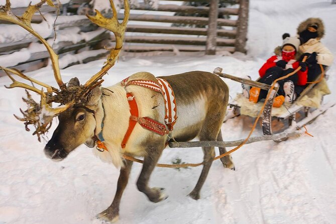 Wild Reindeers Safari + Lunch in Glass Igloo (private service) - Price and value: what you’re really paying for at about $299