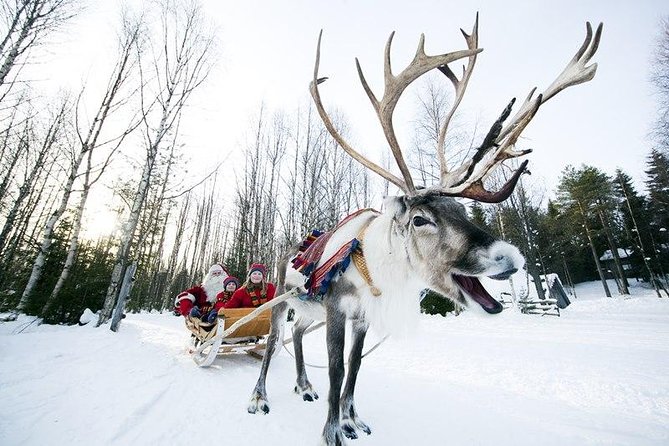 Wild Reindeers Safari + Lunch in Glass Igloo (private service) - The reindeer-led forest part: quiet time, plus real stories about herding