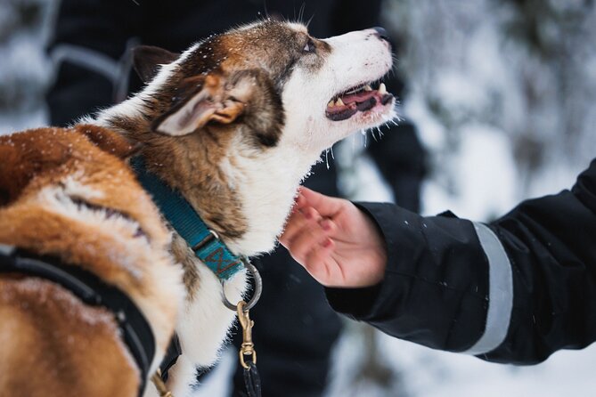 Winter highlights: Snowmobile, Arctic Animals And Santa<code>s Village – Key things to know before you go’ /></p>
<ul>
<li><strong>Thick winter kit included</strong>: overall, boots, socks, gloves, helmet, and balaclava are part of the package.</li>
<li><strong>Two animal sled moments</strong>: you get a 500 m reindeer sleigh ride plus a 500 m husky sleigh ride.</li>
<li><strong>One hour snowmobiling, shared</strong>: it is 1 hour on shared snowmobiles, typically 2 people per machine, with single driving available as a supplement for adults.</li>
<li><strong>Kids get their own mini track</strong>: children under 150 cm can try a 10-minute mini-snowmobile ride.</li>
<li><strong>Santa Claus Village time is built in</strong>: you get free time to step across the Arctic Circle, meet Santa Claus, visit the post office, and shop for gifts.</li>
<li><strong>Driver paperwork matters</strong>: no picture of your license is accepted, and provisional driving licenses are not allowed.</li>
</ul>
<h2 id="a-7-hour-arctic-winter-circuit-starting-at-900-am-in-rovaniemi">A 7-hour Arctic winter circuit starting at 9:00 am in Rovaniemi</h2>
<p>s Village – A 7-hour Arctic winter circuit starting at 9:00 am in Rovaniemi’ /></p>
<p><p>This is the kind of day trip that works because it is timed for daylight and keeps you off the clock. The start time is 9:00 am, and the whole experience runs about 7 hours. Transportation is included from the city center of Rovaniemi, and the day ends back at the meeting point, so you do not have to coordinate a second ride home.</p>
</p>
<p><p>Group size is capped at 40 travelers, which is big enough to be efficient but small enough that guides can still herd everyone through the right gear and activity zones. You are also issued a mobile ticket, which makes check-in easier once you are standing in snow boots that instantly feel too loud.</p>
</p>
<p><p>If you like structure in winter, you will probably enjoy this. You know when the animal time happens, when you ride the snowmobile, and when you get your Santa Claus Village window. That matters when temperatures drop and the best light is only around for so long.</p>
</p>
<div class="twil" style="margin: 20px 0; padding: 15px 0;"><p>More Snowmobile Safaris in Rovaniemi</p><ul style="margin: 10px 0; padding-left: 0; list-style: none;"><li style="margin: 0 0 12px 0; padding: 0 0 12px 0; border-bottom: 1px solid #eee; line-height: 1.4;"><a href="https://finnishtours.com/rovaniemi-drive-new-2025-snowmobiles-on-arctic-safari-bbq/">Rovaniemi: Drive New 2025 Snowmobiles on Arctic Safari & BBQ</a><br><span style="font-size: 0.82em; color: #555;"><span style="color: #005EB8;">★</span> 4.7 &nbsp;&middot;&nbsp; 1,821 reviews</span></li><li style="margin: 0 0 12px 0; padding: 0 0 12px 0; border-bottom: 1px solid #eee; line-height: 1.4;"><a href="https://finnishtours.com/rovaniemi-2-hour-snowmobiling-experience/">Rovaniemi: 2-Hour Snowmobiling Experience</a><br><span style="font-size: 0.82em; color: #555;"><span style="color: #005EB8;">★</span> 4.6 &nbsp;&middot;&nbsp; 1,211 reviews</span></li><li style="margin: 0; padding: 0; border-bottom: none; line-height: 1.4;"><a href="https://finnishtours.com/rovaniemi-husky-reindeer-experience-with-snowmobile-ride/">Rovaniemi: Husky & Reindeer Experience with Snowmobile Ride</a><br><span style="font-size: 0.82em; color: #555;"><span style="color: #005EB8;">★</span> 4.6 &nbsp;&middot;&nbsp; 1,193 reviews</span></li></ul></div><h2 id="arctic-circle-snowmobile-park-gear-first-then-animals-and-the-christmas-mode-switch">Arctic Circle Snowmobile Park: gear first, then animals and the Christmas-mode switch</h2>
<p><img width="667" height="446" decoding="async" src=