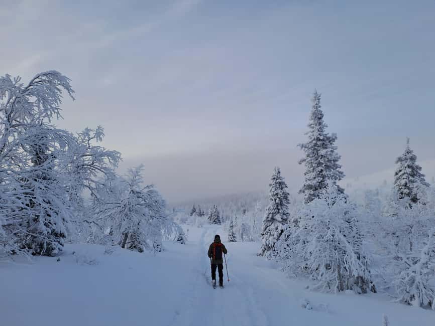 Ylläs: Guided Nordic Skiing Tour in Lapland Wilderness - Key Highlights You’ll Actually Care About