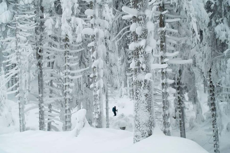 Ylläs: Guided Snowshoeing Adventure to Kesänki Fell - Through pine forests toward Kesänki Fell: quiet steps and Arctic stories